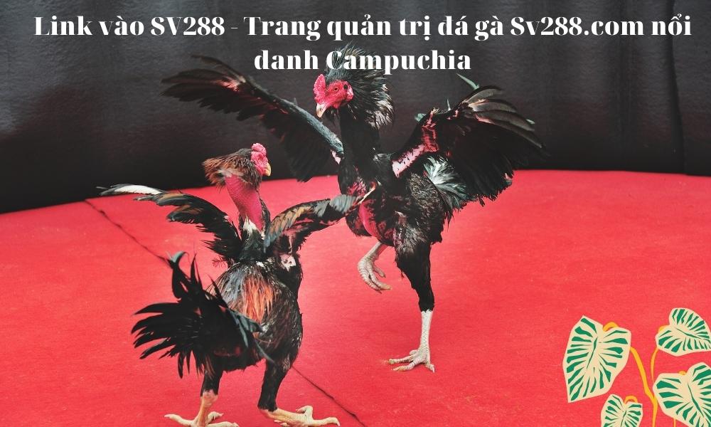 Link vào SV288 - Trang quản trị đá gà Sv288.com nổi danh Campuchia